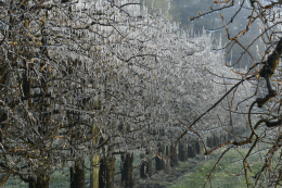 Lutte contre le gel par aspersion - Verger de poirier, Lanxade (24) : 10/03/2021